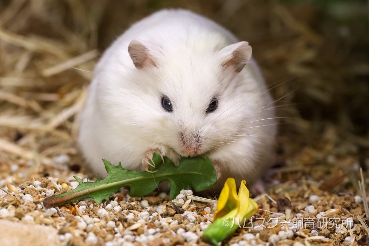 ジャンガリアン飼育研究所@所長:つん tweet media