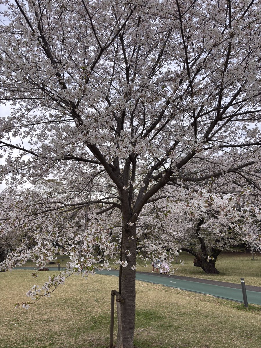 こはく🐣乃蒼(のあ)くん🍚ラヴィお兄ちゃん💖 tweet media