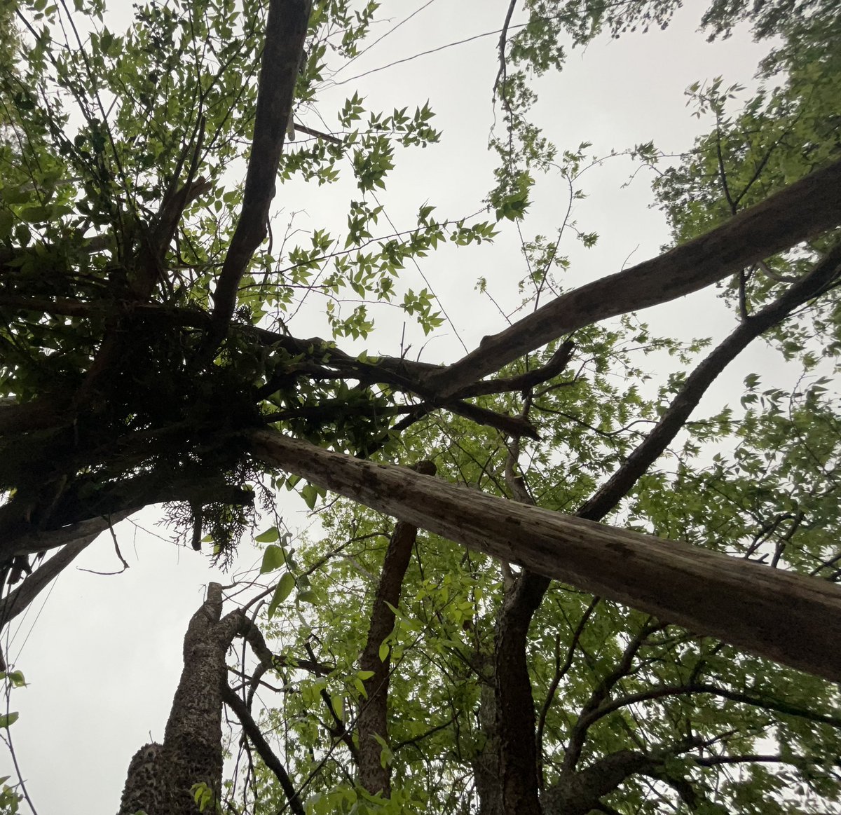 𝐹awn ⊹ 𓍊𓋼𓍊🪽 (Dm the word "Deer") tweet media