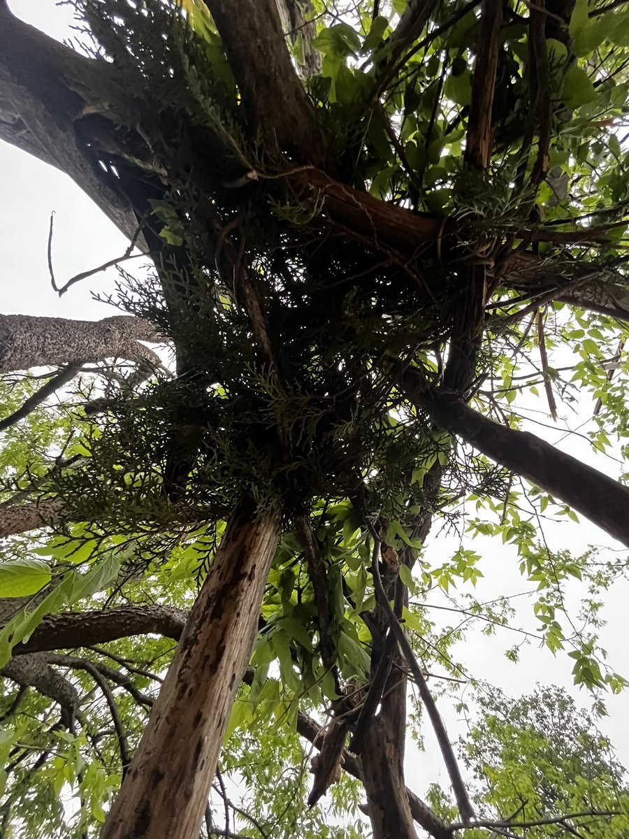 𝐹awn ⊹ 𓍊𓋼𓍊🪽 (Dm the word "Deer") tweet media