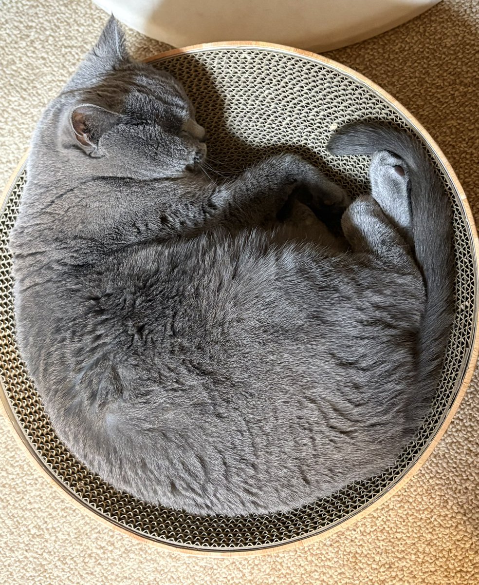 やさしい丸さに包まれて、
気持ち良さそう寝🌸
素敵な週末をお過ごしください🐾
#ブリティッシュショートヘア