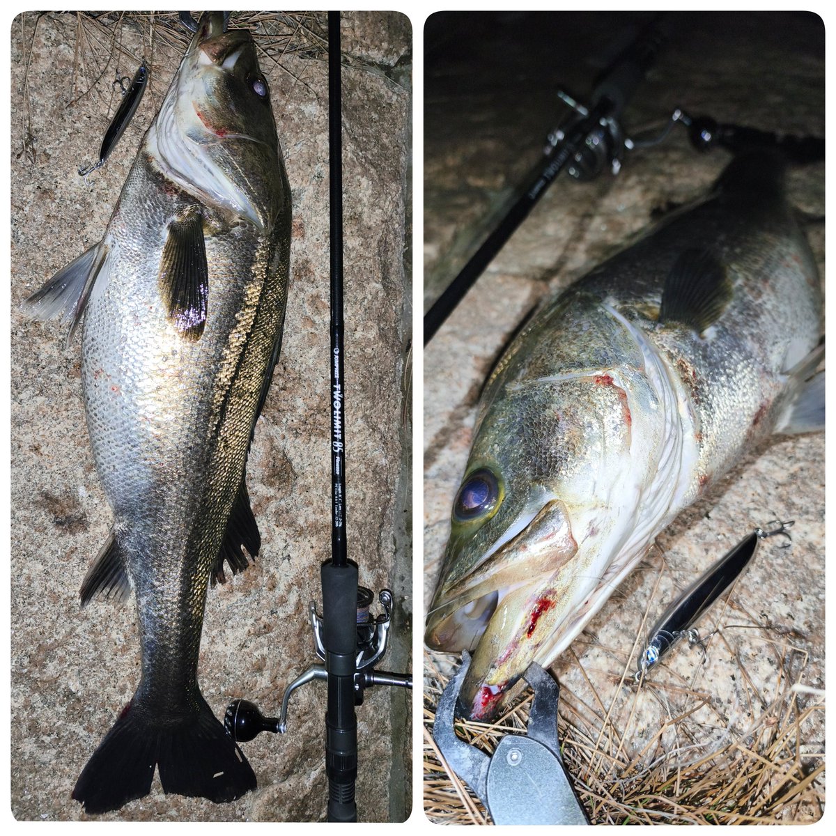 サスケ@バチ抜けシーバス調査中 tweet media