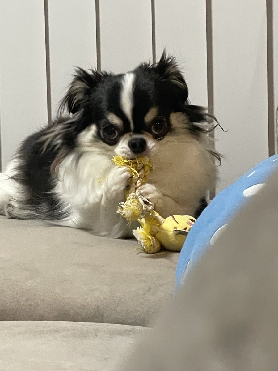 oreo_late's tweet photo. ムシャムシャ https://t.co/nENh9WJX5T