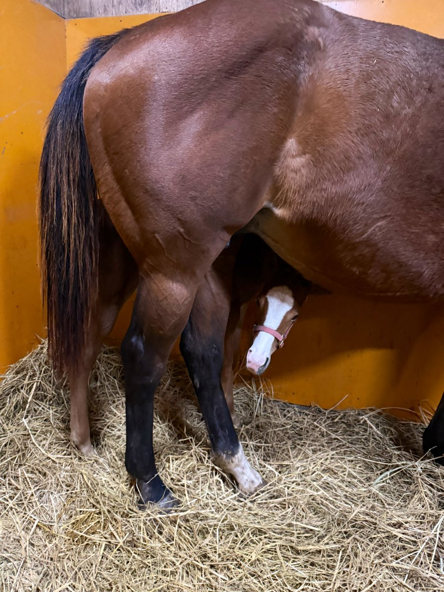 富菜牧場 tweet media