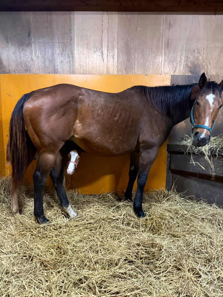 富菜牧場 tweet media