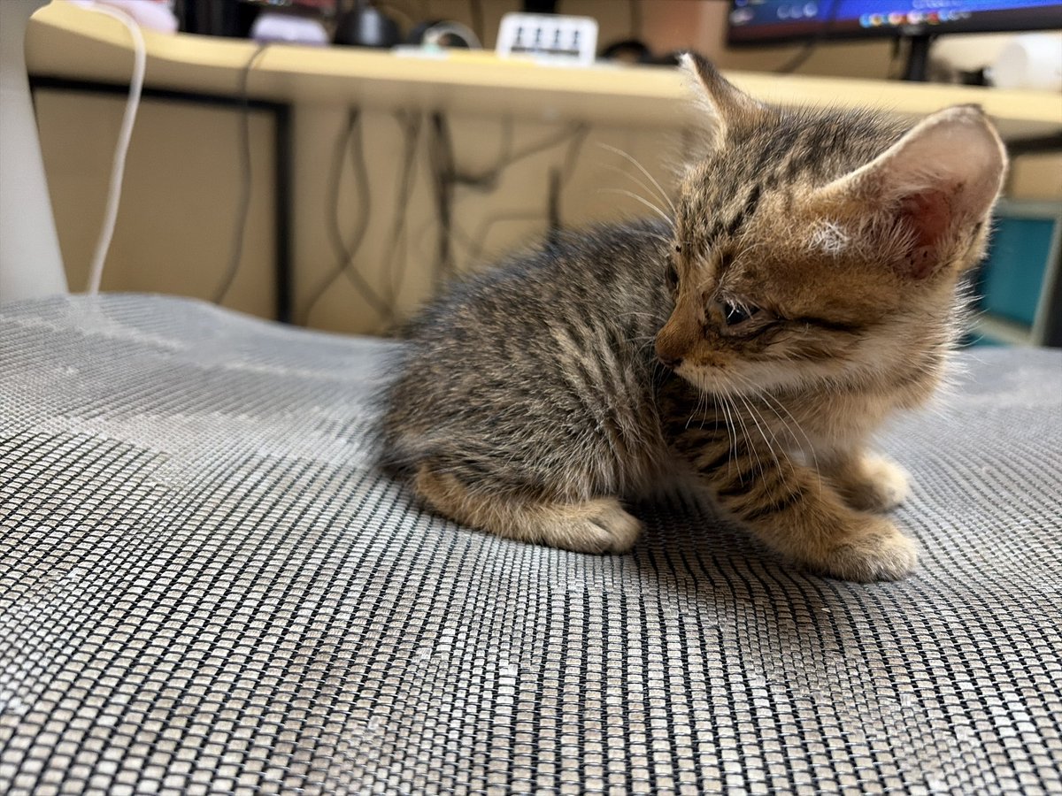 Horori STATION ʚ🔺ɞ tweet media