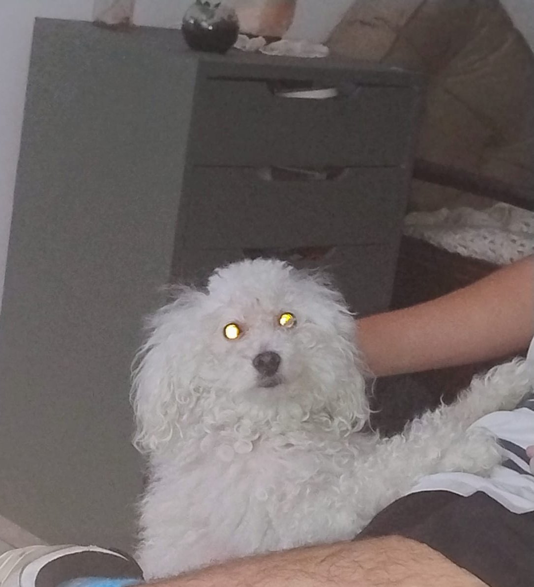 🇦🇹Splin7er Pincha⭐¹⁴ #QUEVUELVAELBANDERIN tweet media