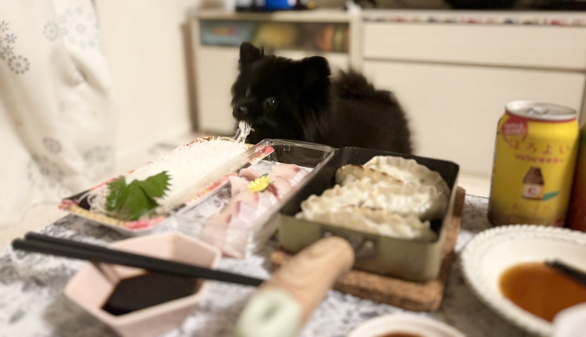 黒ポメラニアンのぷーちゃん tweet media