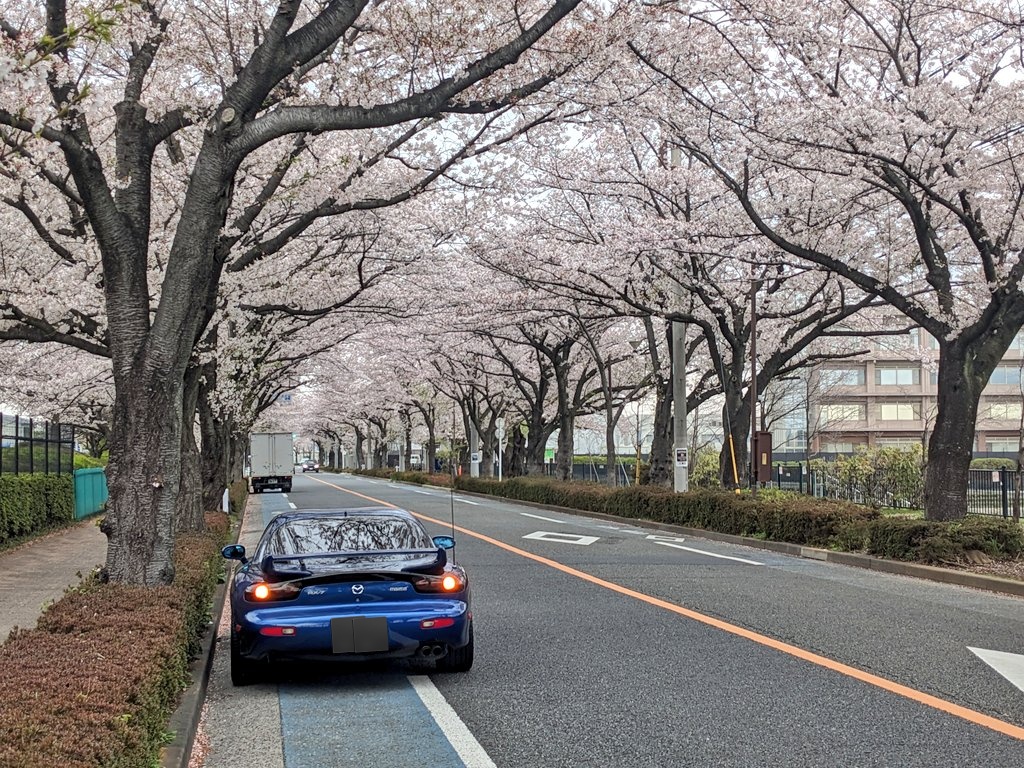 HectorZeroni_0's tweet photo. 早朝に桜のトンネルを見に行きました。#FDRX7 https://t.co/RuyMv96oF9