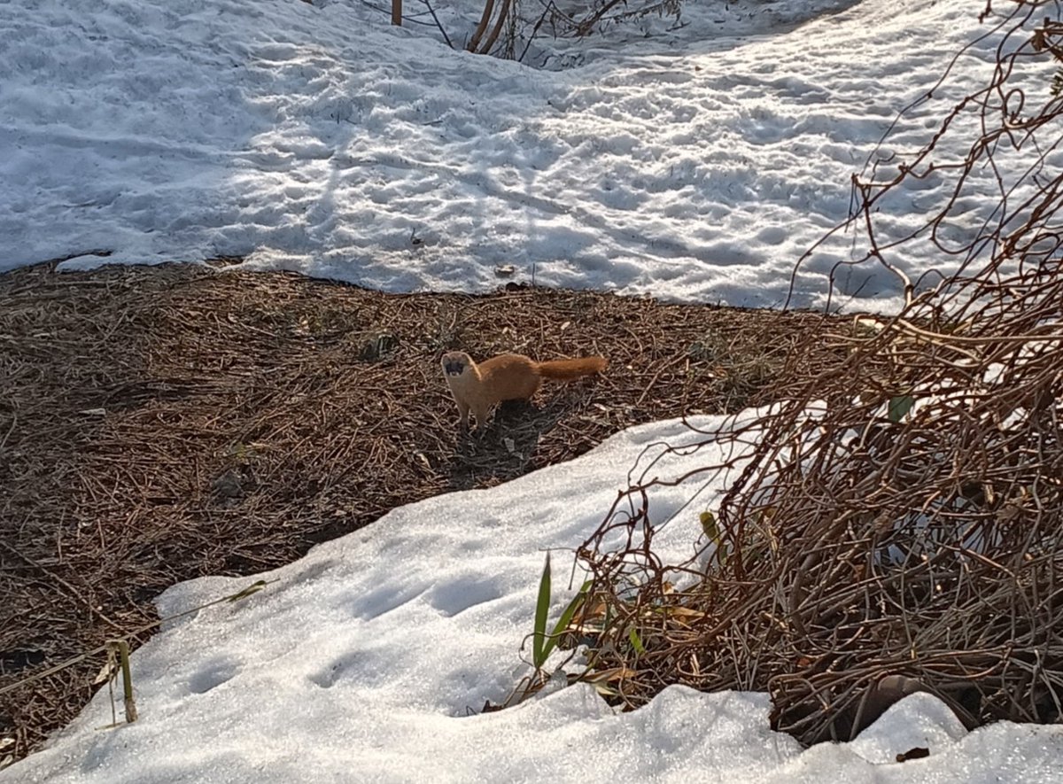 北国DIY@古民家フルリノベ🏚️🛠️ tweet media