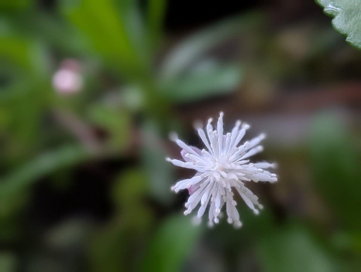 今朝は春の嵐の様で、風と横殴りの雨🍃桜もだいぶ散ってしまうかもですね…
今朝のお庭で大ｼｮｯｸ発見💦
楽しみに育てていたﾊﾞﾗの新芽、小さな蕾を認知症の母が全部ちぎってしまっていた😭
また始まってしまった💦なぜそうするのか全く理解出来ません🥺

ﾀｶｻｺﾞｶﾗﾏﾂが咲いていました☺️