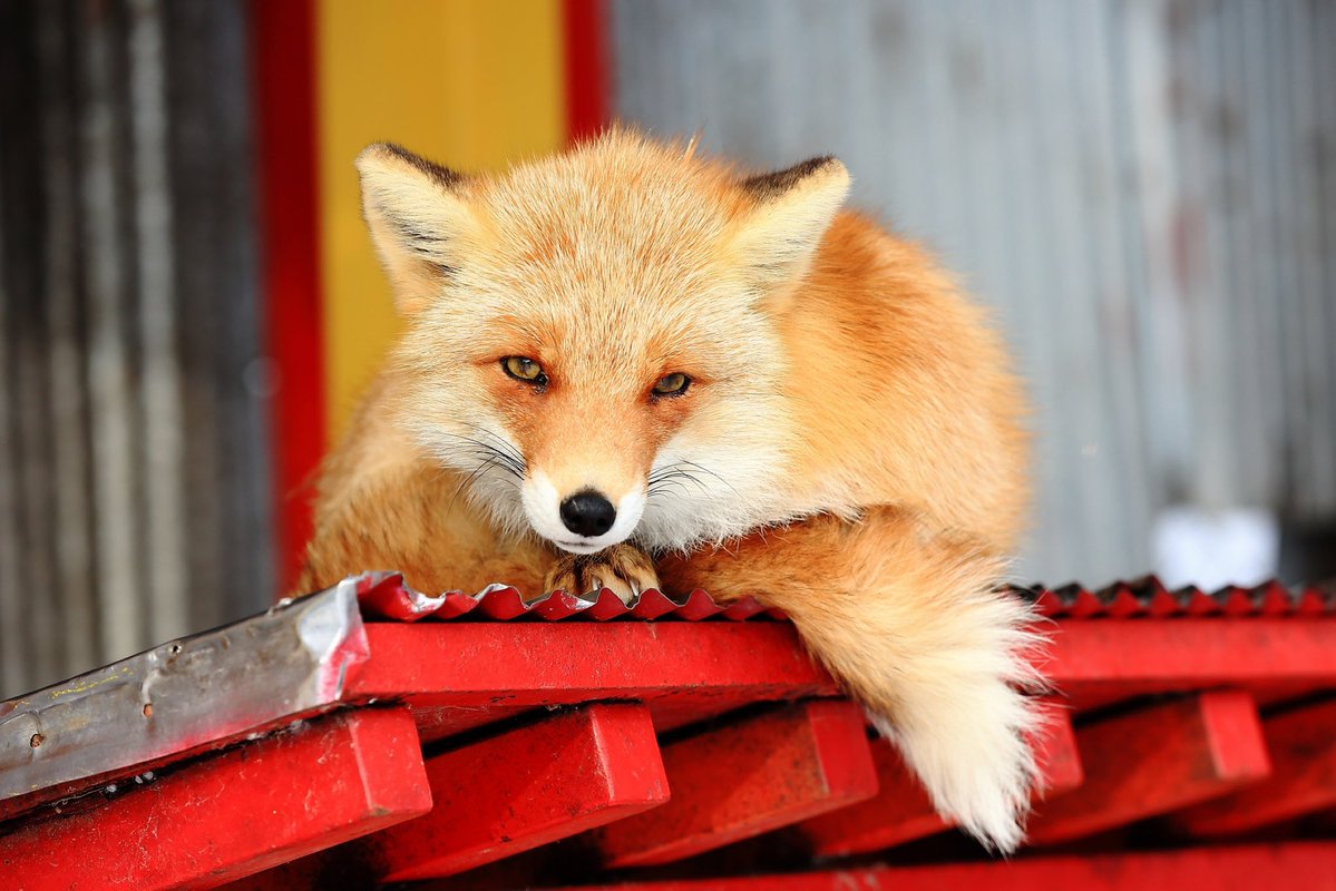 ポンピラ tweet media