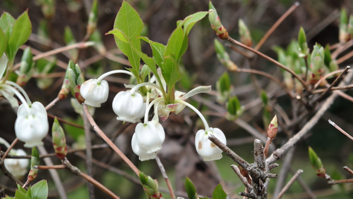 ぎんしゃり🥡 tweet media