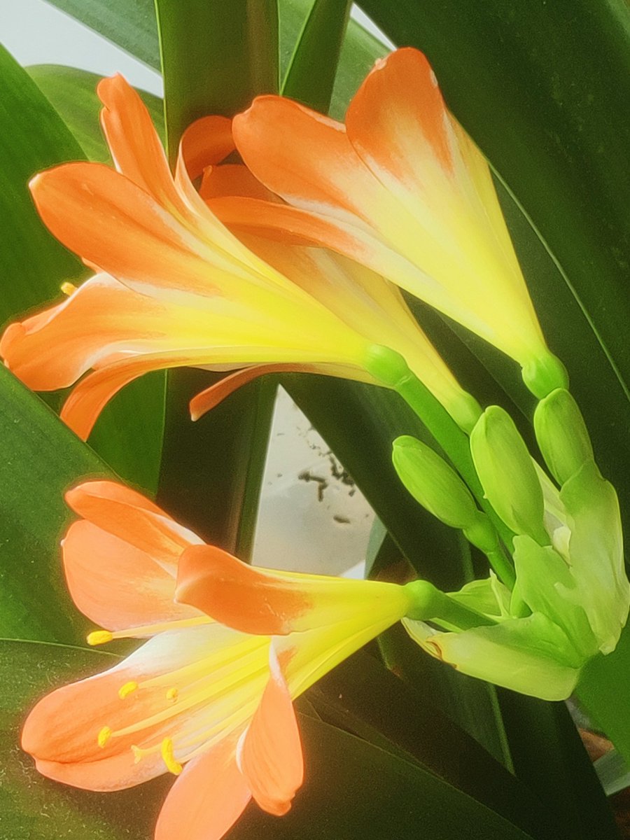 muralidharan,K tweet media