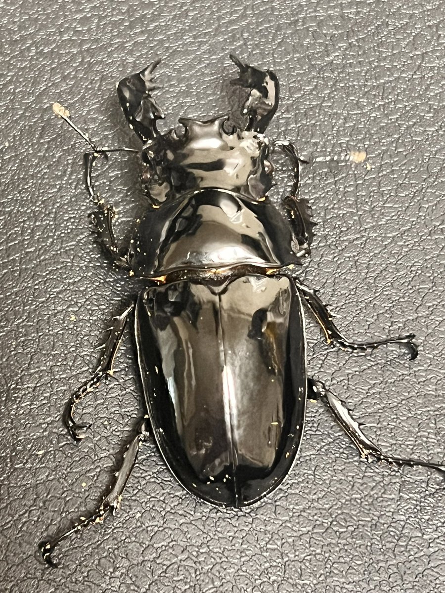 dorcus_laboratory(どるら) tweet media