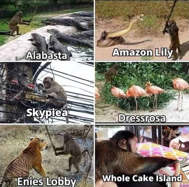 One Piece Daily tweet media