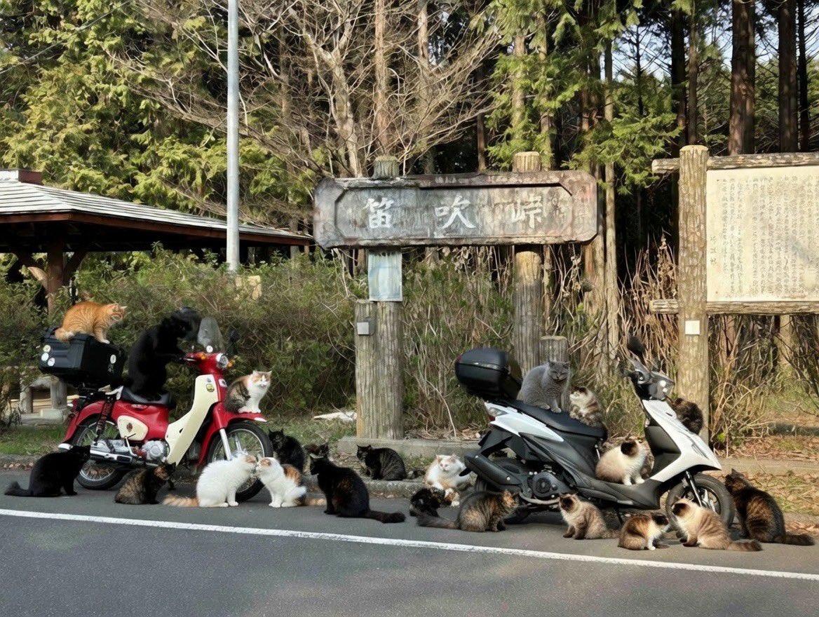 ひろ🫜🍊🍎赤カブ🍑🐰🥕 tweet media