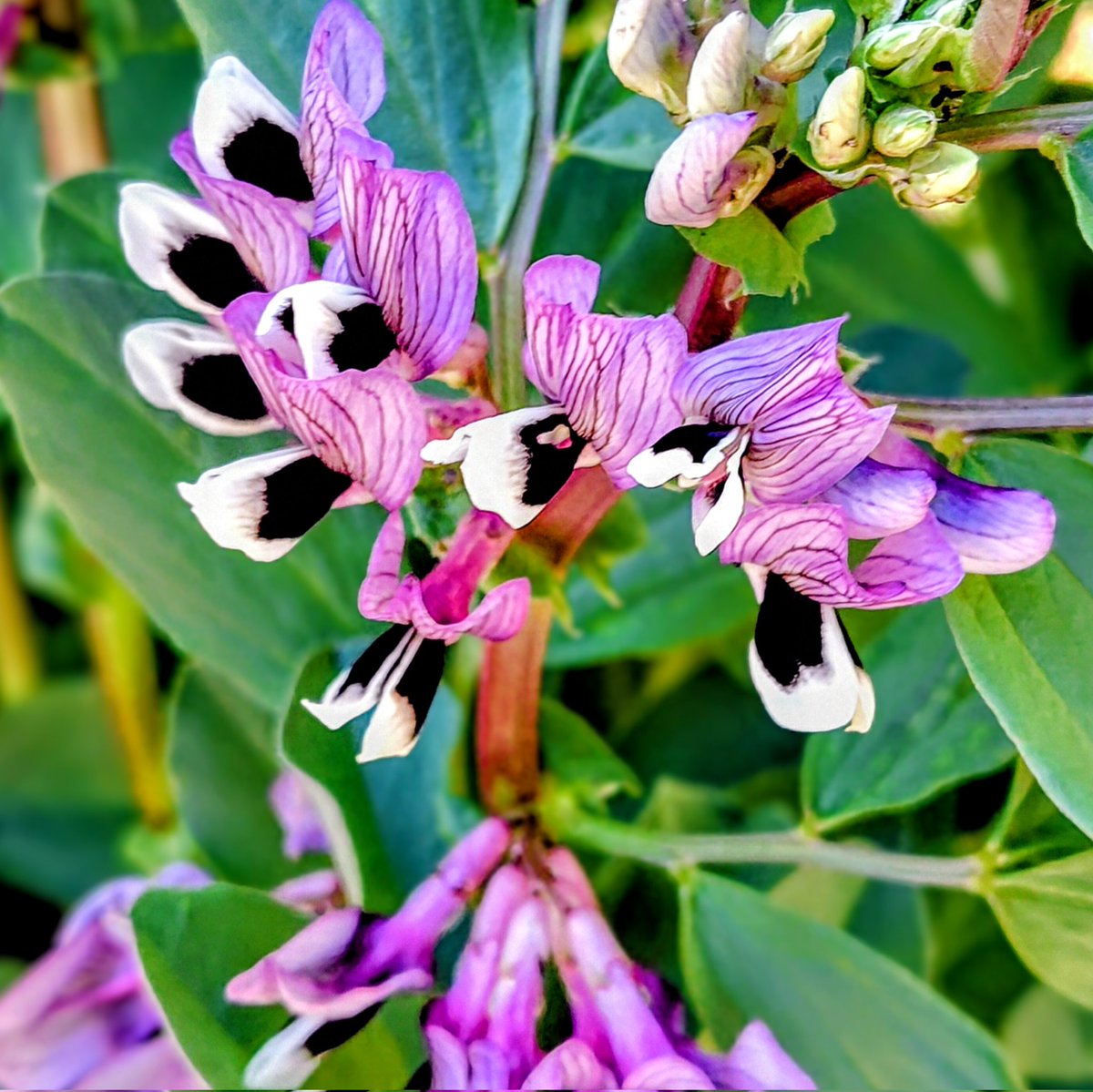 らんらん🌸 tweet media