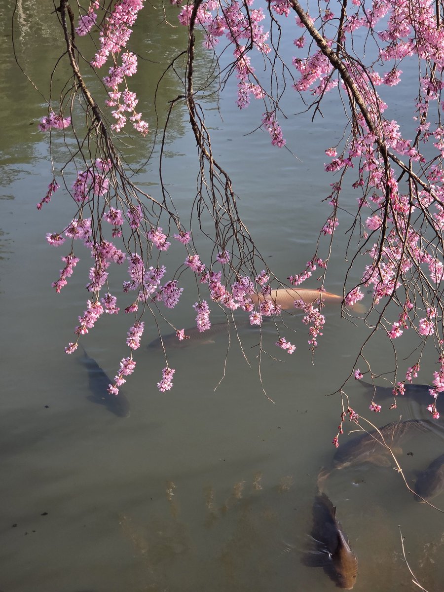 ポンコツひろみんゴウではない　ジャマイカさん命名 tweet media