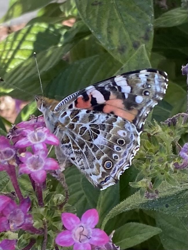 Linda Lee Williams tweet media