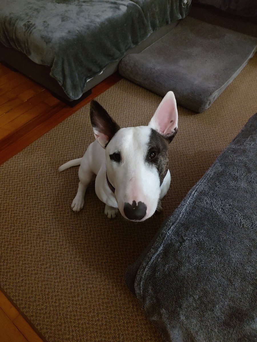 Spike The Rescue Pup & Rex The TV Terrier ®🌈🐾 tweet media