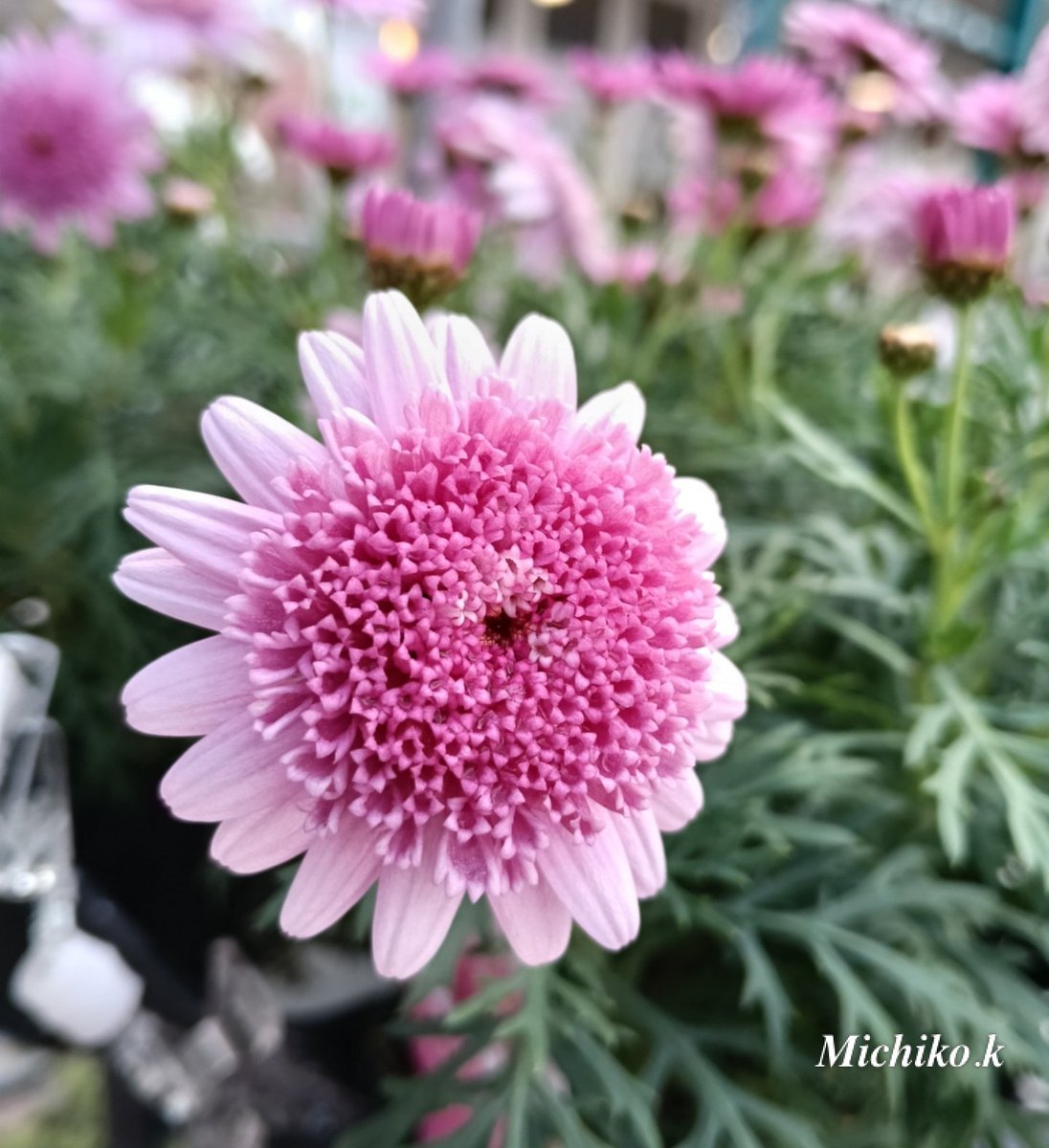 ちっち🌸②𓂃𓈒❅·*心の小部屋𓂃꙳⋆ ˖🌹 tweet media