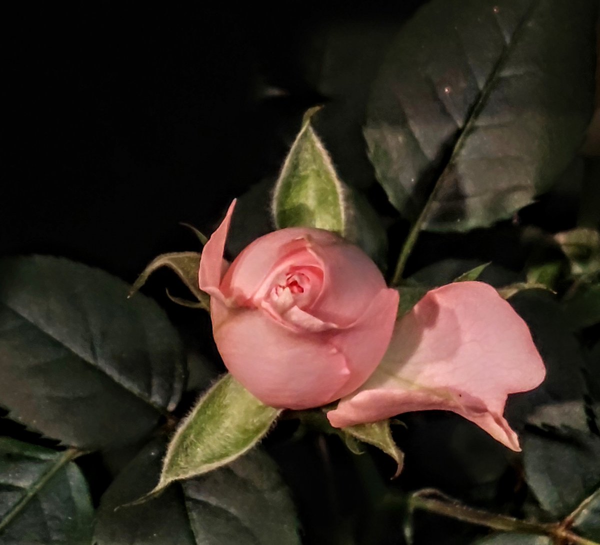 Alberto 🇫🇮 tweet media