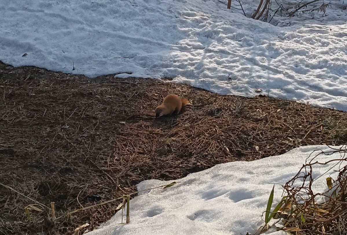 北国DIY@古民家フルリノベ🏚️🛠️ tweet media