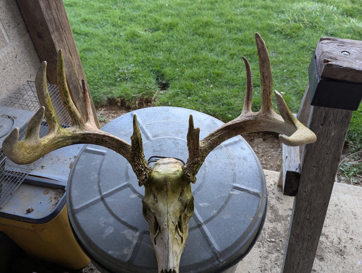 Diane h AKA Diane - Rabbit tweet media