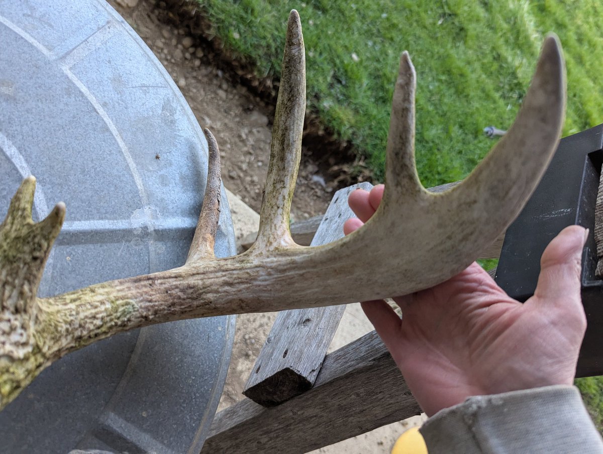 Diane h AKA Diane - Rabbit tweet media