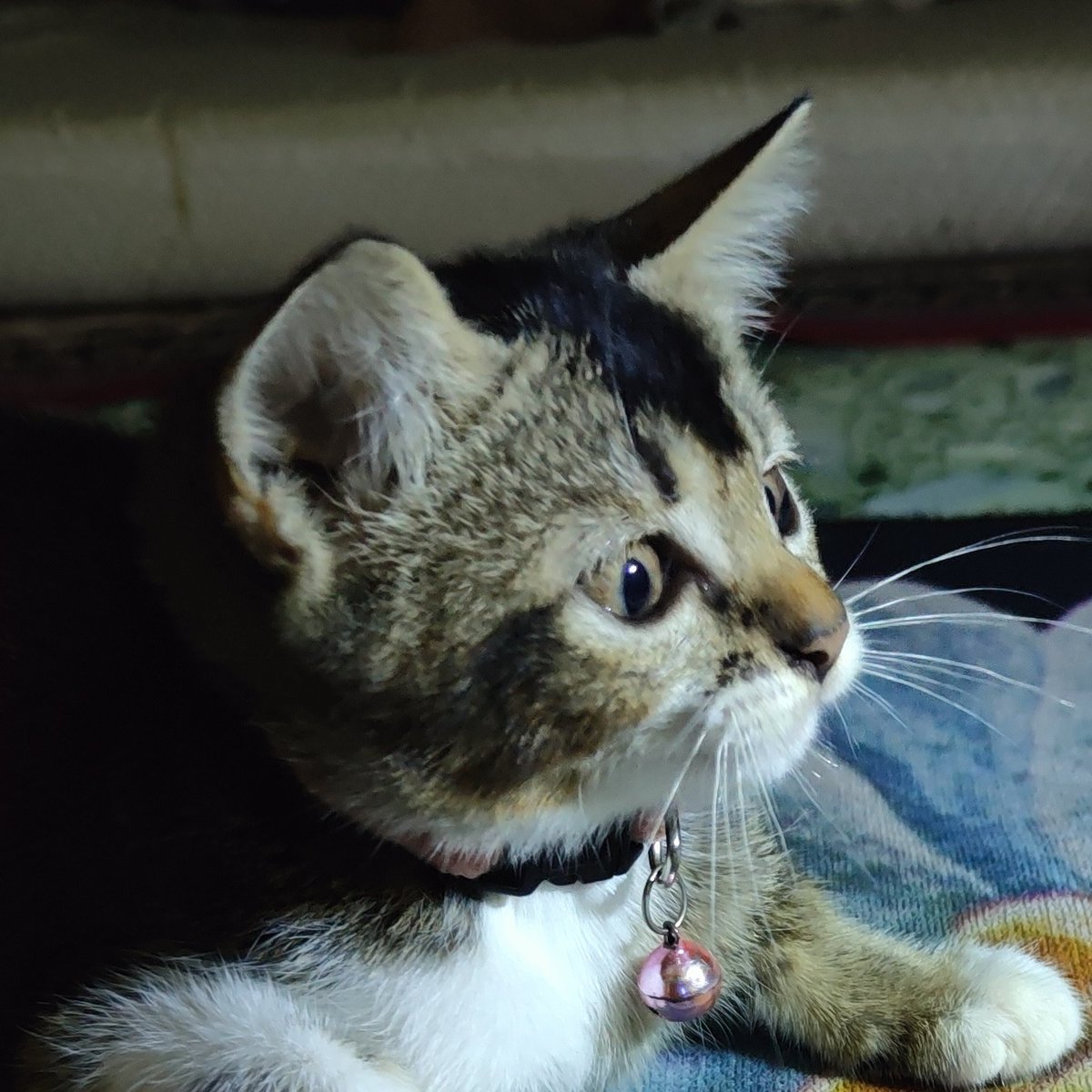 Avian (Cover Music and accepting commission) tweet media