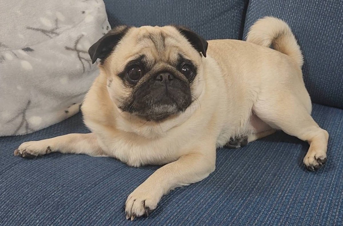 パグのぽんず tweet media