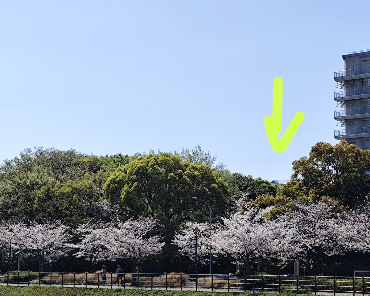 rainbowwind614's tweet photo. 日産スタジアムそば新横浜駅前公園の桜🌸満開でした
あの暑い夏のライブから2度目の🌸
日産スタジアムの屋根だけ見えてます
ライブ一緒に観たWindyちゃんとお出かけ🍃
またまた名曲が世に放たれた春です～🌸🌸🌸
#藤井風 https://t.co/yQFI2nyPrg