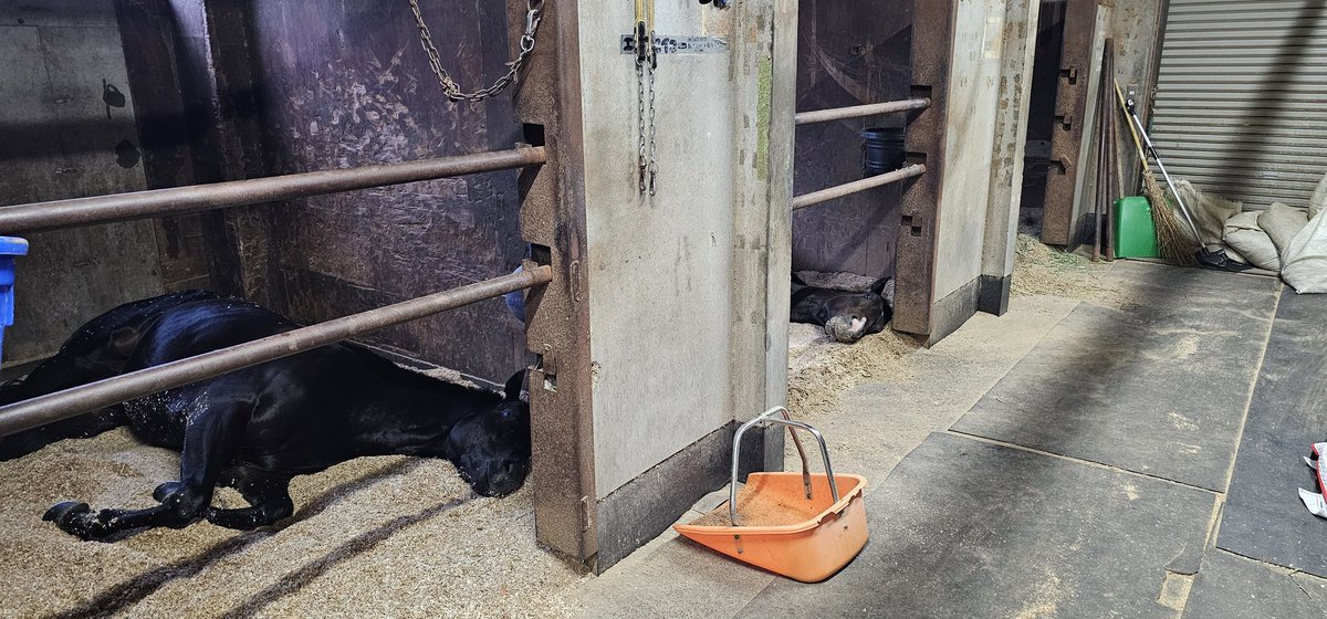 厩務員Ｔ tweet media