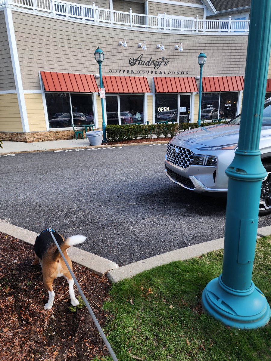 🐾Oliver Beagle / Gracie Mae OTRB 💔🌈🐾 tweet media