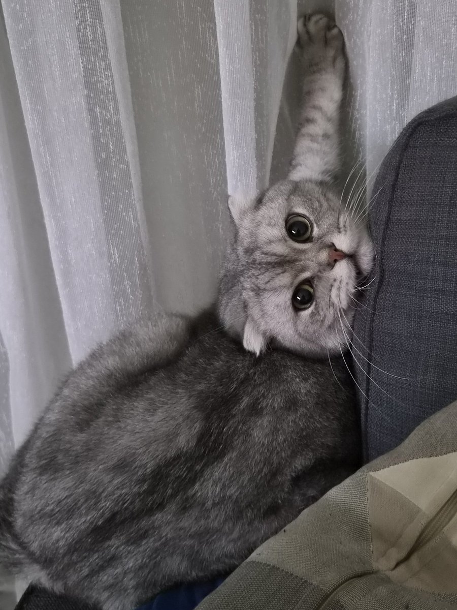 Mustafa Kurtuluş tweet media