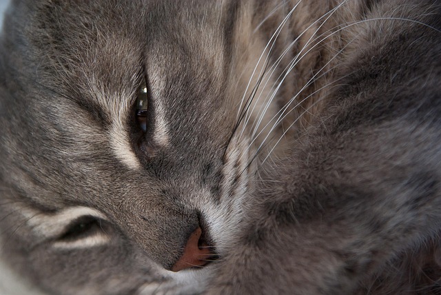 みくかぶ🦋専業投資家👼 @miku919191 tweet media