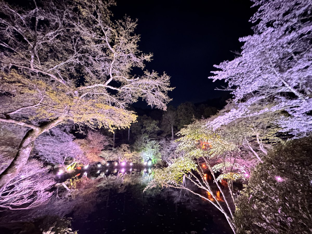chanisukelove's tweet photo. 醍醐寺の夜桜を見に行って来た。初めてこんなに綺麗な空間にいた。
旦那の写真撮影がうますぎる‼️
#醍醐寺 
#夜桜
#醍醐花見 https://t.co/Yr7J588VRr