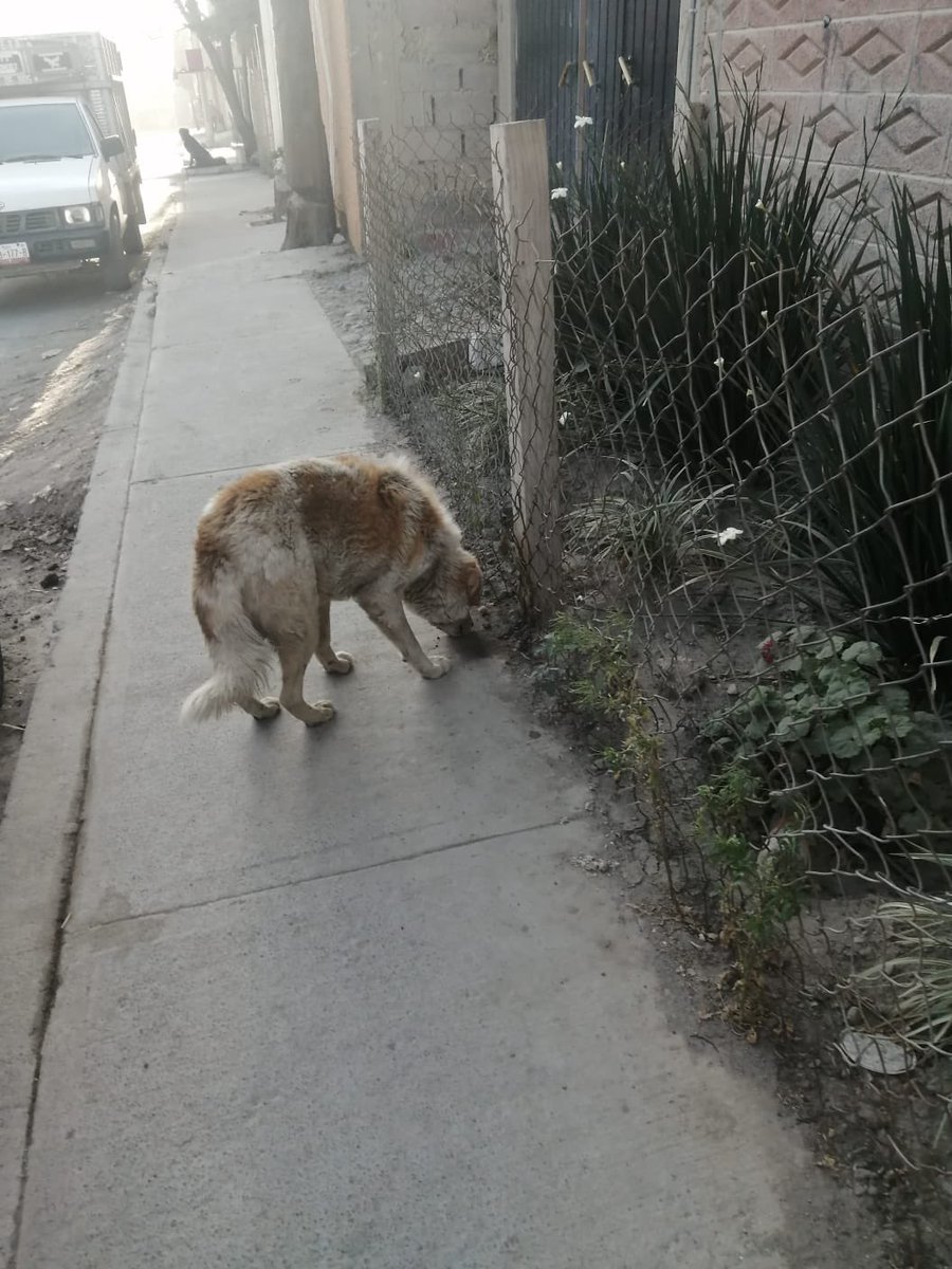 y ya nadie me quiere alimentar. 

Creo que aún tengo unos años buenos por vivir pero aquí me siento muy triste y desesperado. Y tengo el corazón un poco roto.

Me están ayudado a buscar una casa en la que pueda descansar y sentirme mejor. Soy muy muy noble y tranquilo.