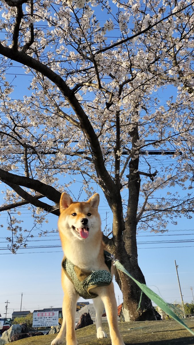 まめ大福♡ tweet media