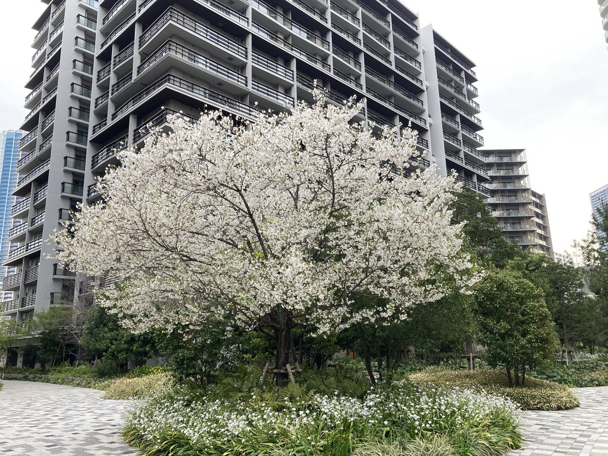 晴海フラッグ　🌸レポート
本年度チャンピオン🌸発表！
サンビレッジ　中庭にある巨大な🌸
満開！素晴らしい👍