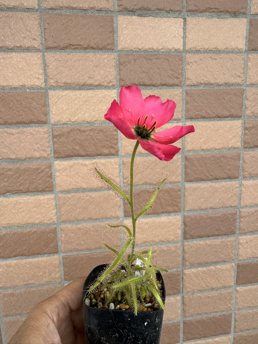 アウラパパ tweet media