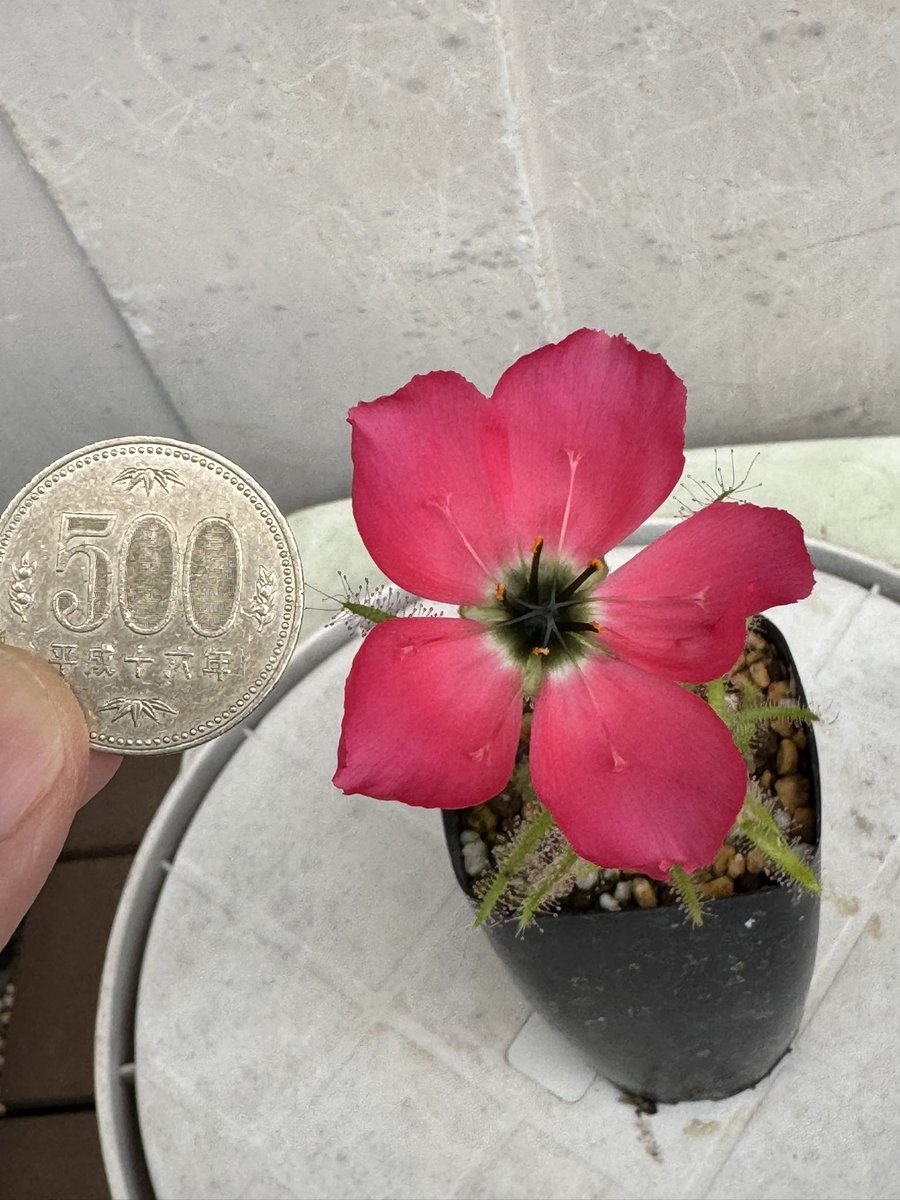 アウラパパ tweet media