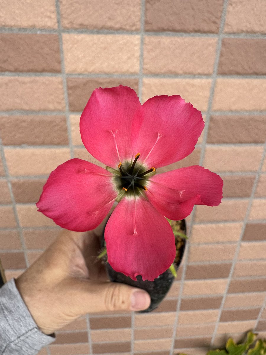 アウラパパ tweet media