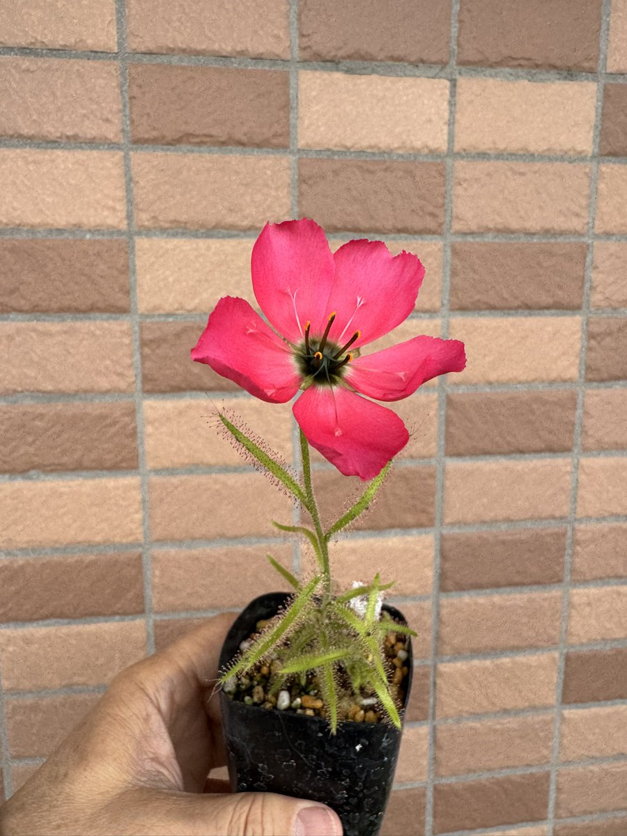 アウラパパ tweet media