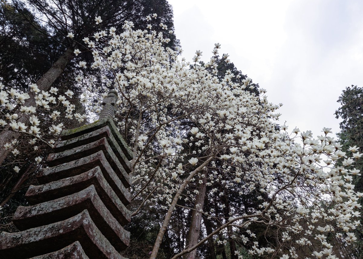 モクレンなどの花が満開となっております✨
HPのお知らせ📢も更新していますのでチェックしてみてくださいね☺️🙏

【お知らせ】

秘仏特別公開（如意輪観音、弁財天、羅刹天）

4月1日（水）〜5月31日（日）

三重塔初層特別開扉

4月25日（土）〜5月6日（水）

HPにて季節運行バス🚌情報掲載