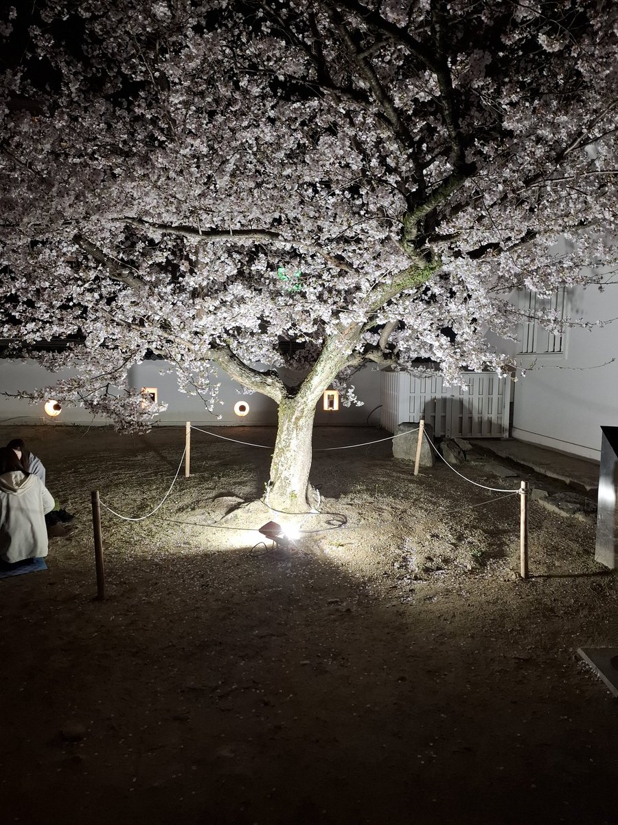 taku_M1510's tweet image. 今年も9highメンバーと夜桜🌸🍺🌸
お花見！☺楽しかった✨(*´∀`)♪
#福山
#9high
#ポーカー
#桜