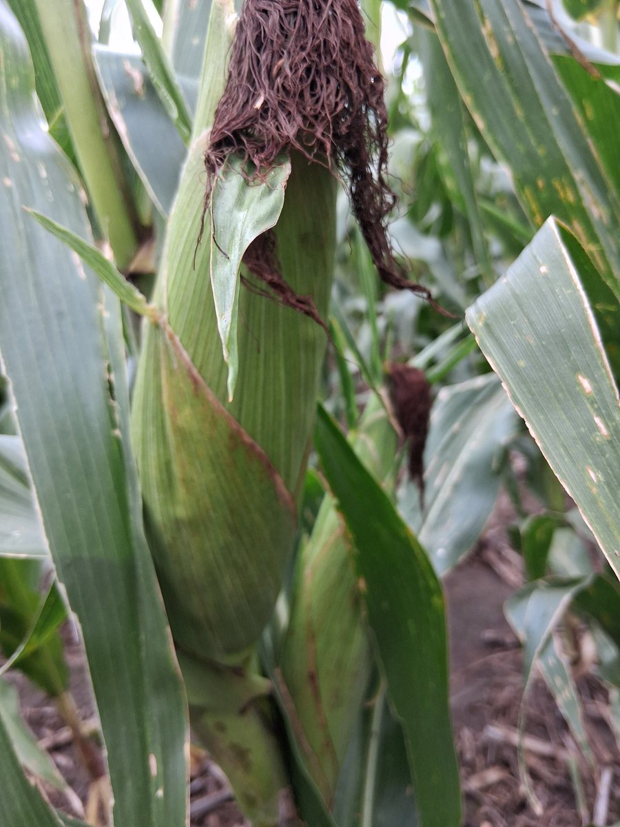 agrolapampa tweet media