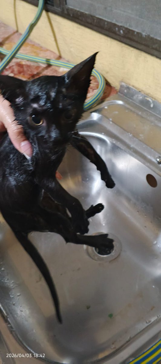 𓆰𝘾𝙝𝙚𝙫𝙖𝙩𝙞𝙖𝙣𓆪 tweet media