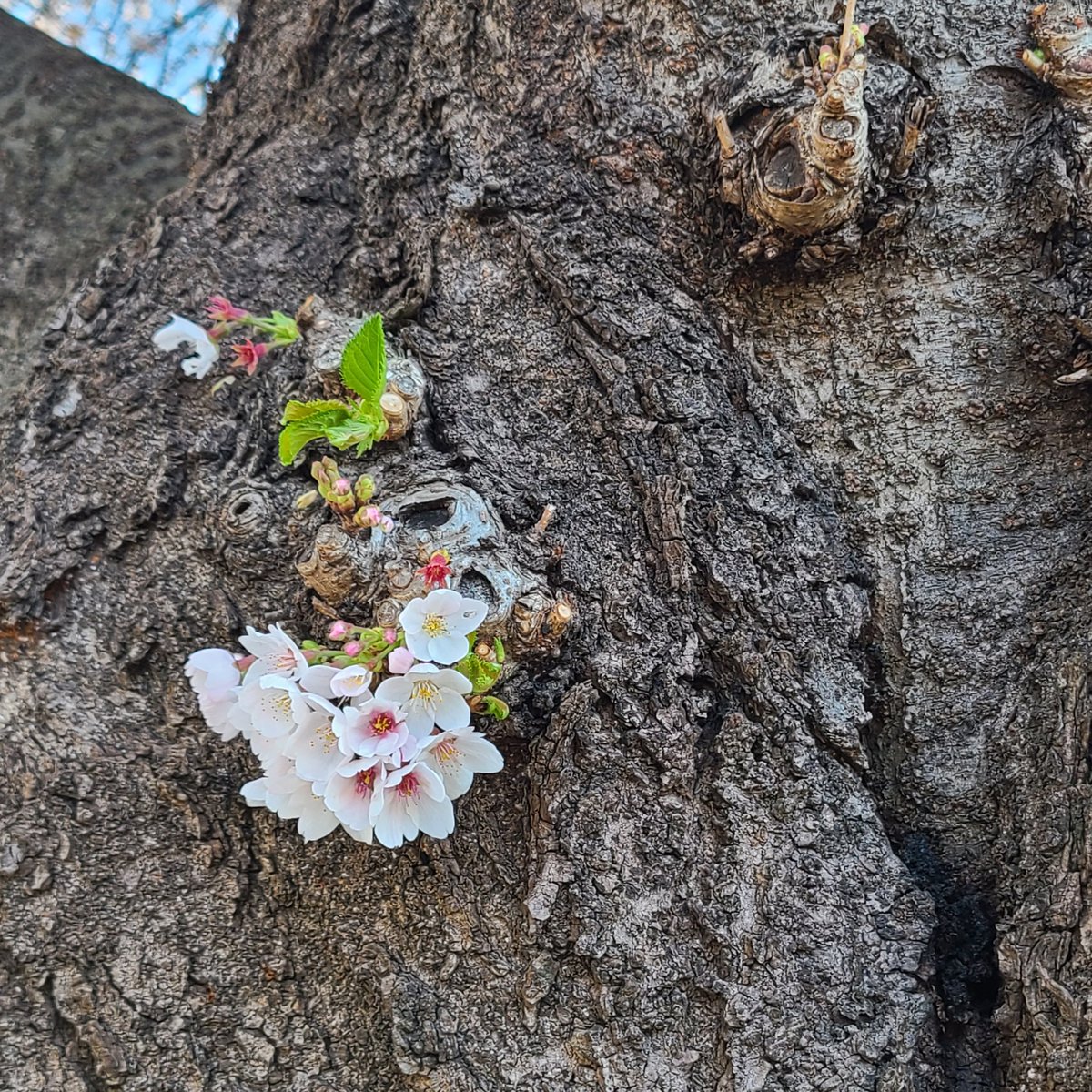 べに🍑日常 tweet media